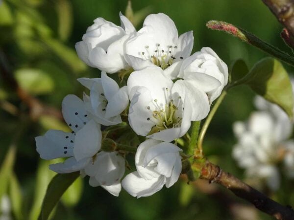Groene plant met witte bloemen