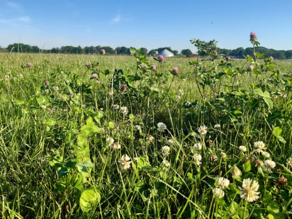 Weiland met groen gras en witte bloemen