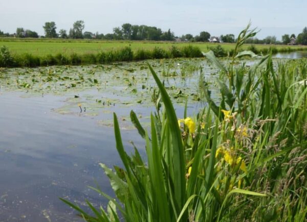 Weiland en een sloot en groene planten met gele bloemen