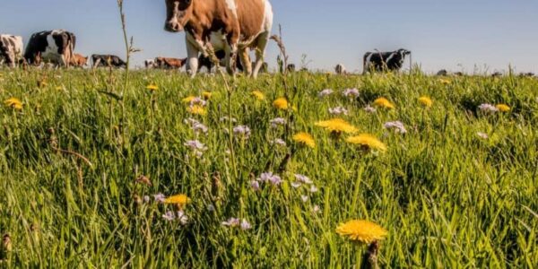 Gras met gele bloemen en koeien