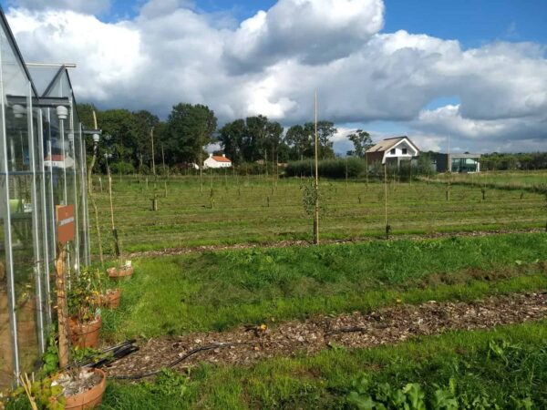 Groene akker met bosrand