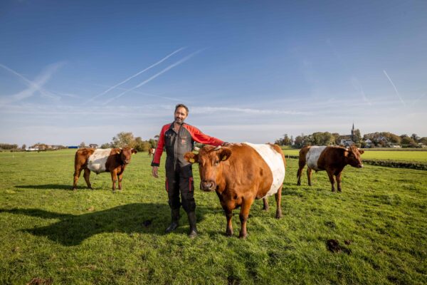 Man staat met drie bruine koeien in een weiland