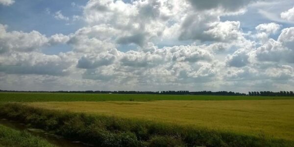 Groen weiland met blauwe lucht en witte wolken