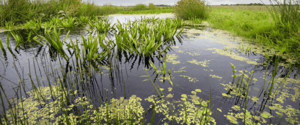 Plas water met groene waterplanten