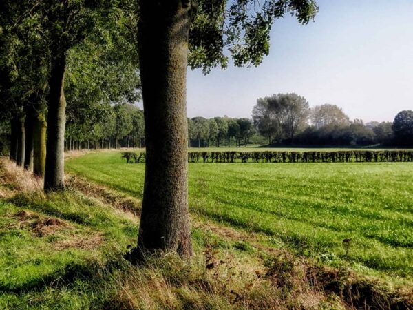 Groen weiland met rijtje bomen