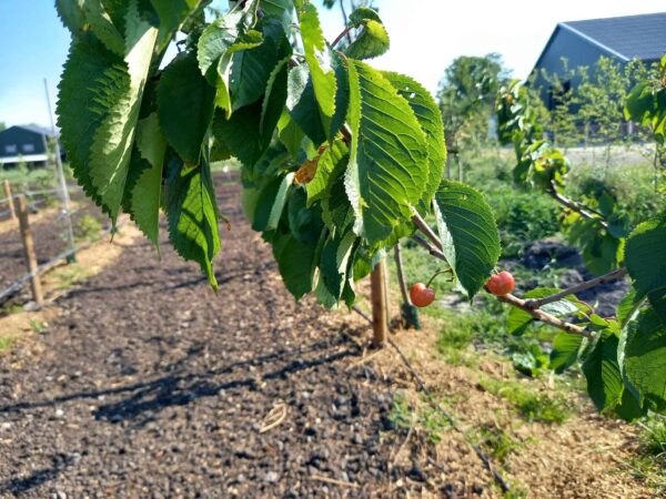 Plant met groene bladeren en rode vruchten