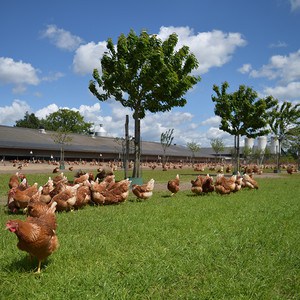Kippen op een weiland met bomen