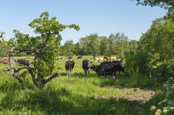 Weiland met bomen en koeien