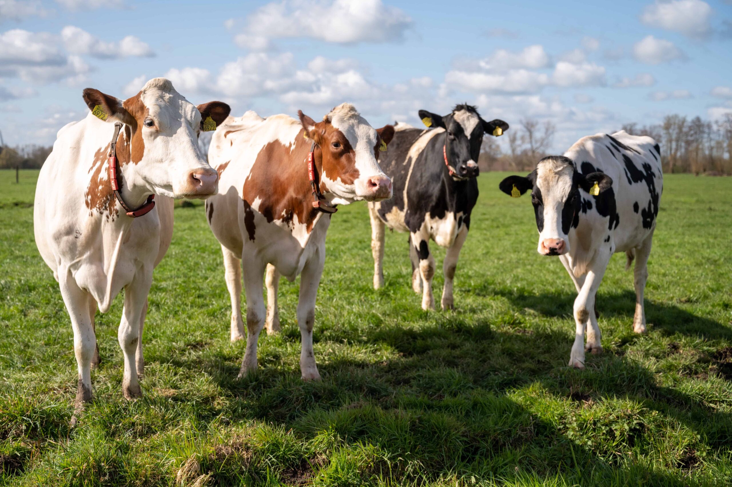 Scoor punten met verlengde weidegang voor melkvee - Lami