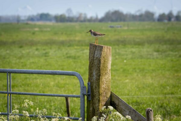 Vogel op houten paal in weiland