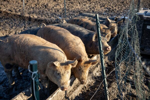Varkens eten in de modder