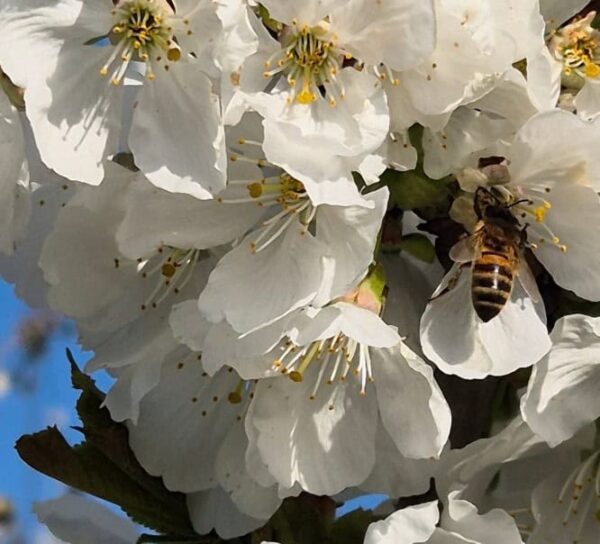 witte bloemen en bij
