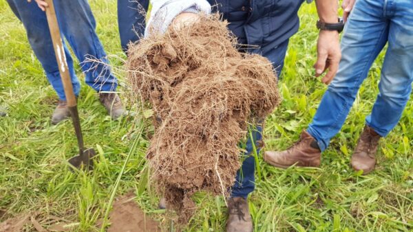 foto van persoon die plant met wortels vasthoudt